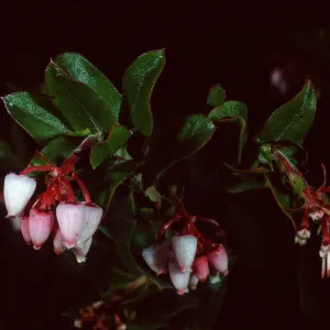 Arctostaphylos pajaroensis, 86-430, Manzanita Section, Santa Barbara Botanic Garden