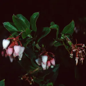 Arctostaphylos pajaroensis, 86-430, Santa Barbara Botanic Garden