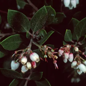 Arctostaphylos edmundsii, 50-031, Arroyo Section, Santa Barbara Botanic Garden