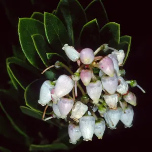 Arctostaphylos tomentosa bracteosa, 84-6-1, Arroyo Section, Santa Barbara Botanic Garden