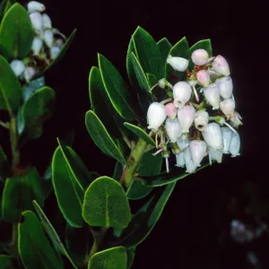 Arctostaphylos tomentosa bracteosa, 84-6-1, Arroyo Section, Santa Barbara Botanic Garden