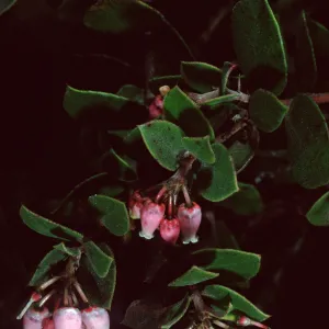 Arctostaphylos hearstiorum, Santa Barbara Botanic Garden
