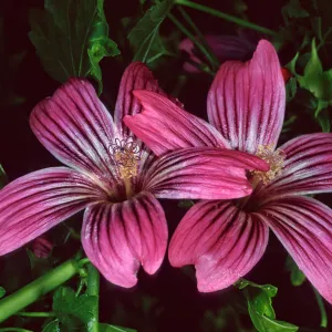 Lavatera ‘Purisima’, Santa Barbara Botanic Garden, entrance
