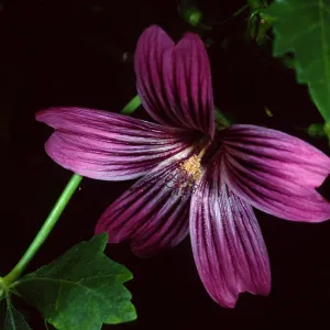 Lavatera ‘Purisisma’, Santa Barbara Botanic Garden
