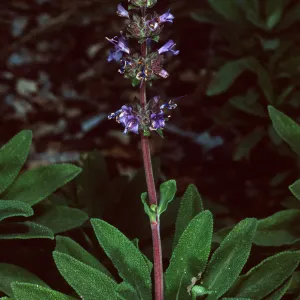 Salvia (Sage) ï¿½Terra Secaï¿½, Arroyo Section, Santa Barbara Botanic Garden