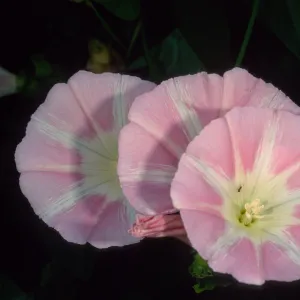 Calystegia macrostegia ‘Anacapa Pink’, Santa Barbara Botanic Garden