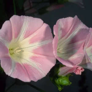 Calystegia macrostegia ‘AnacapaPink’, Santa Barbara Botanic Garden