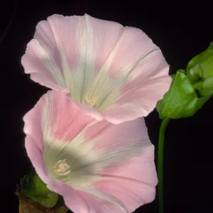 Calystegia macrostegia ‘Anacapa Pink’, Santa Barbara Botanic Garden