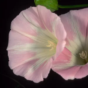Calystegia macrostegia ‘Anacapa Pink’, Santa Barbara Botanic Garden