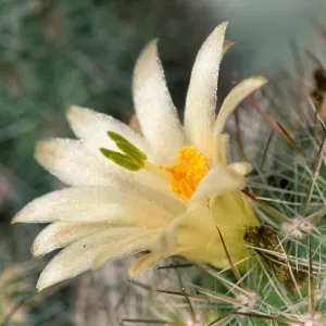 Mammillaria neopalmeri, Calle Poniente, Santa Barbara