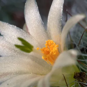 Mammillaria neopalmeri, Calle Poniente, Santa Barbara