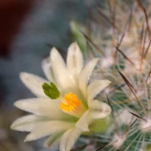 Mammillaria neopalmeri, Calle Poniente, Santa Barbara