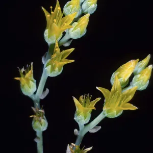 Dudleya traskiae, Santa Barbara Botanic Garden
