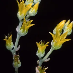 Dudleya traskiae, Santa Barbara Botanic Garden