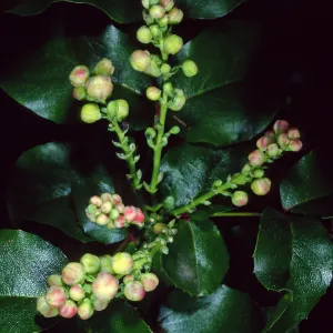 Mahonia pinnata insularis, Santa Barbara Botanic Garden