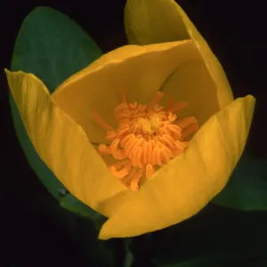 Dendromecon harfordii, Santa Barbara Botanic Garden
