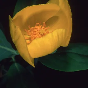 Dendromecon harfordii, Santa Barbara Botanic Garden