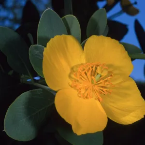 Dendromecon harfordii, Santa Barbara Botanic Garden