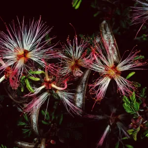 Calliandra, Desert Section, Santa Barbara Botanic Garden