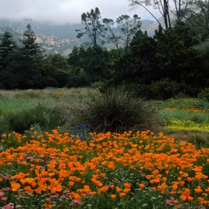 meadow, Santa Barbara Botanic Garden