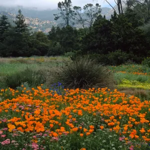 meadow, Santa Barbara Botanic Garden
