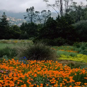 meadow, Santa Barbara Botanic Garden