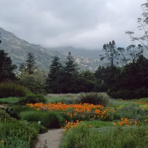 meadow, Santa Barbara Botanic Garden