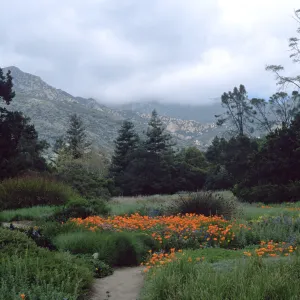 meadow, Santa Barbara Botanic Garden