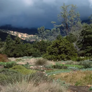 meadow, Santa Barbara Botanic Garden