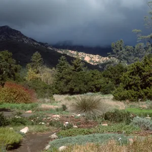 meadow, Santa Barbara Botanic Garden