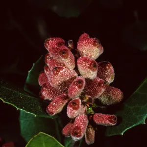 Rhus integrifolia, Santa Barbara Botanic Garden