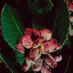 Rhus integrifolia, Santa Barbara Botanic Garden