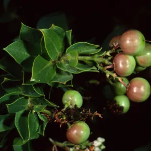 Arctostaphylos (Manzanita), Santa Barbara Botanic Garden