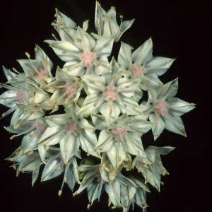 Allium haematochiton, Santa Barbara Botanic Garden