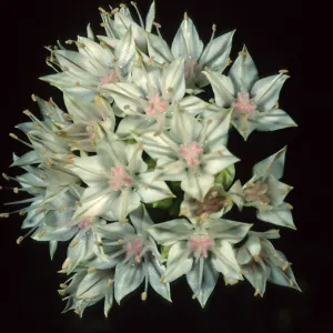 Allium haematochiton, Santa Barbara Botanic Garden