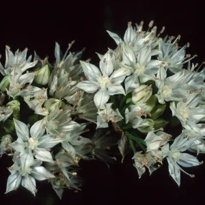Allium haematochiton, Santa Barbara Botanic Garden