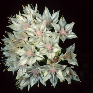 Allium haematochiton, Santa Barbara Botanic Garden