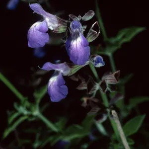 Salvia (Sage) cedrosensis, Santa Barbara Botanic Garden