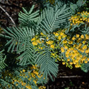 Acacia, Mission Canyon Road, Santa Barbara