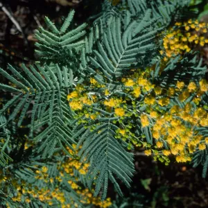 Acacia, Mission Canyon Road, Santa Barbara