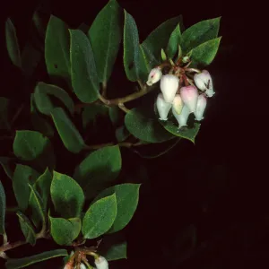 Arctostaphylos morroensis, Los Osos, San Luis Obispo County