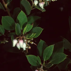 Arctostaphylos morroensis, Los Osos, San Luis Obispo County