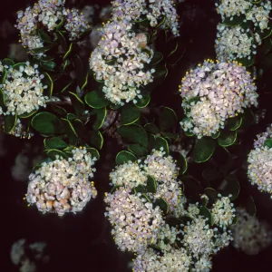 Ceanothus cuneatus fascicularis, Los Osos, San Luis Obispo County