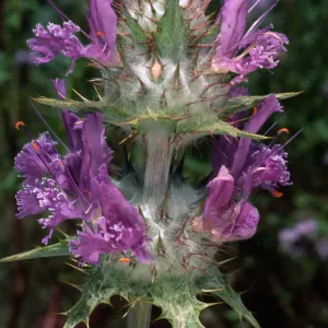 Salvia carduacea (Thistle Sage), Santa Barbara Botanic Garden