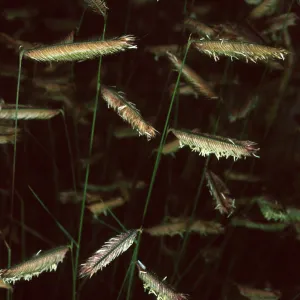 Bouteloua gracilis, Santa Barbara Botanic Garden