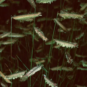 Bouteloua gracilis, Santa Barbara Botanic Garden
