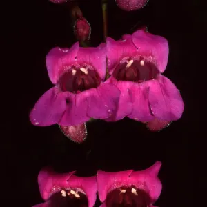 Penstemon, Porter Section, Santa Barbara Botanic Garden