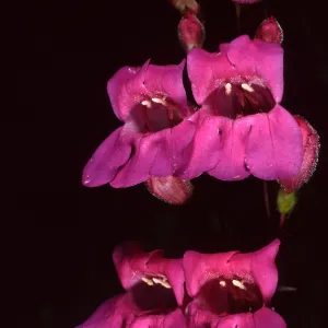 Penstemon, Porter Section, Santa Barbara Botanic Garden