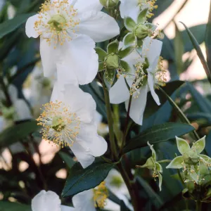 Carpinteria californica, Santa Barbara Botanic Garden