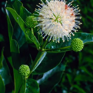 Cephalanthus occidentalis, Meadow, Santa Barbara Botanic Garden